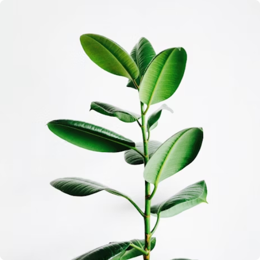 comapagin about image